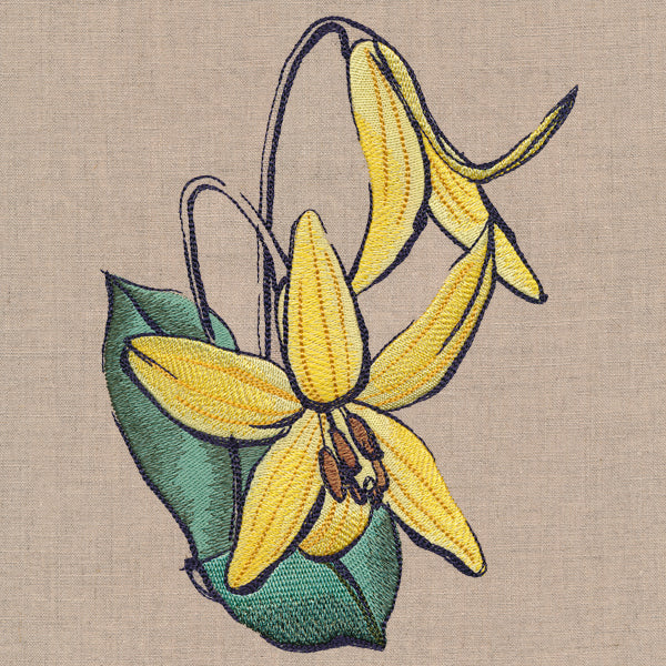 Flowers of the Forest - Trout Lily