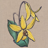 Flowers of the Forest - Trout Lily