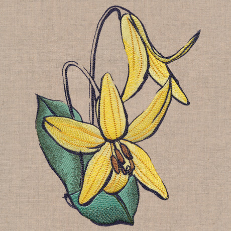 Flowers of the Forest - Trout Lily