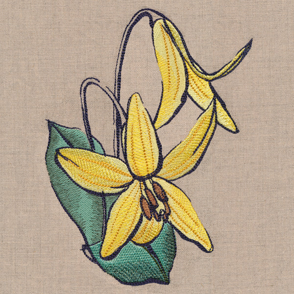 Flowers of the Forest - Trout Lily