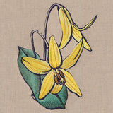 Flowers of the Forest - Trout Lily