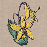 Flowers of the Forest - Trout Lily