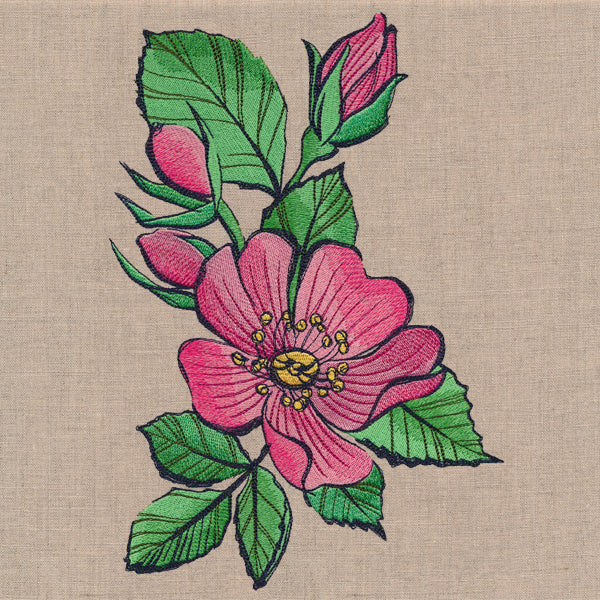 Flowers of the Forest - Wild Rose