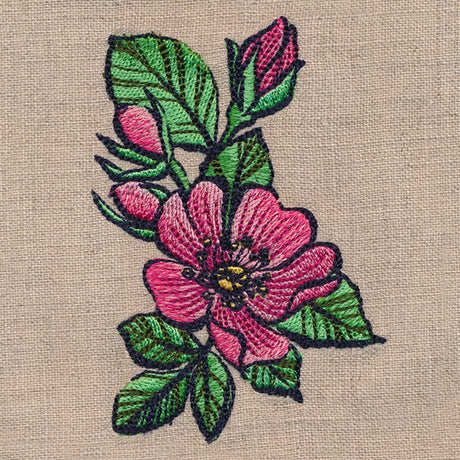 Flowers of the Forest - Wild Rose