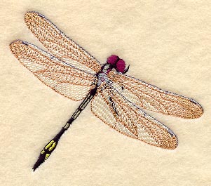 Pale-faced Clubskimmer Dragonfly
