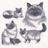 Birman Cat Sketch