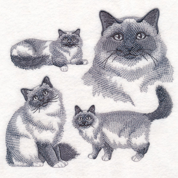 Birman Cat Sketch