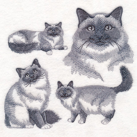Birman Cat Sketch