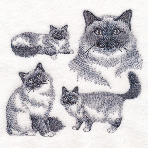 Birman Cat Sketch