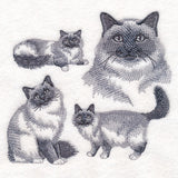 Birman Cat Sketch
