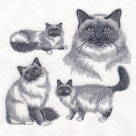 Birman Cat Sketch