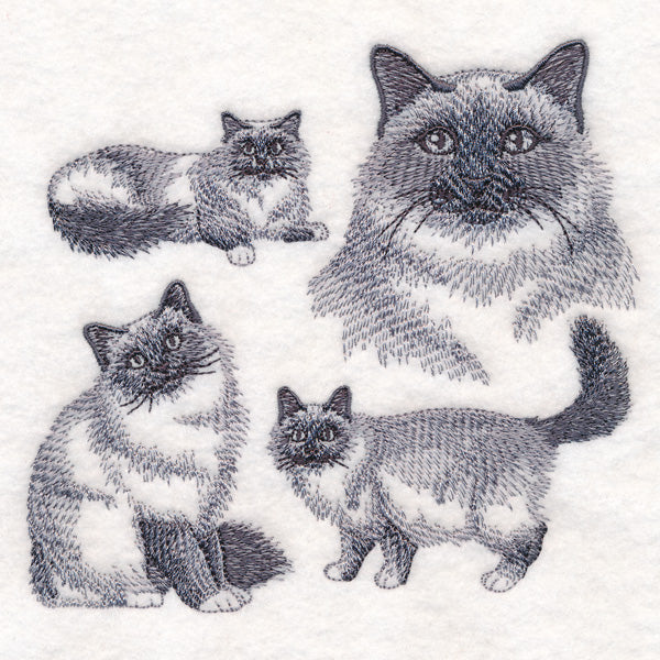 Birman Cat Sketch