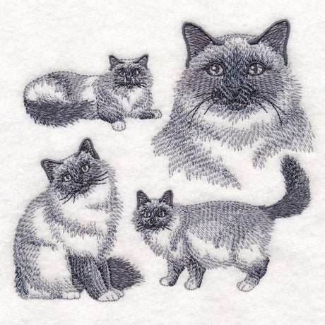 Birman Cat Sketch