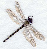 Soaring Black Setwing Dragonfly