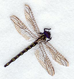 Soaring Black Setwing Dragonfly