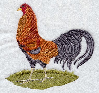 Fashion Rooster 4