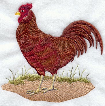 Fashion Rooster 1