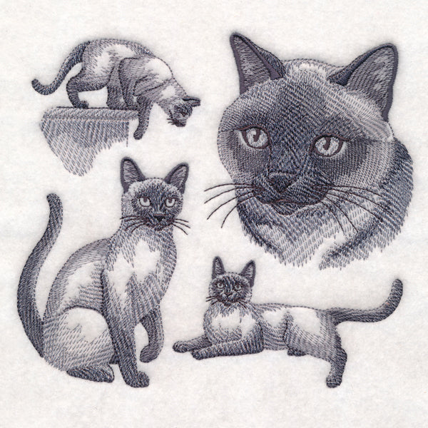 Siamese Cat Sketch