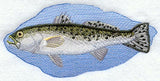 Spotted Sea Trout