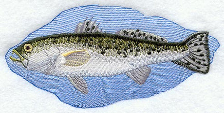 Spotted Sea Trout