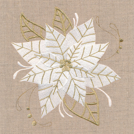 Golden Glamour Poinsettia