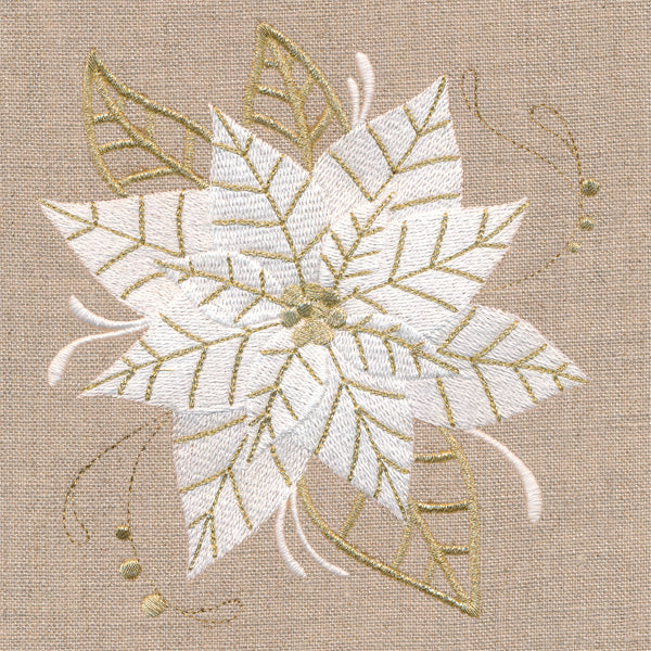 Golden Glamour Poinsettia