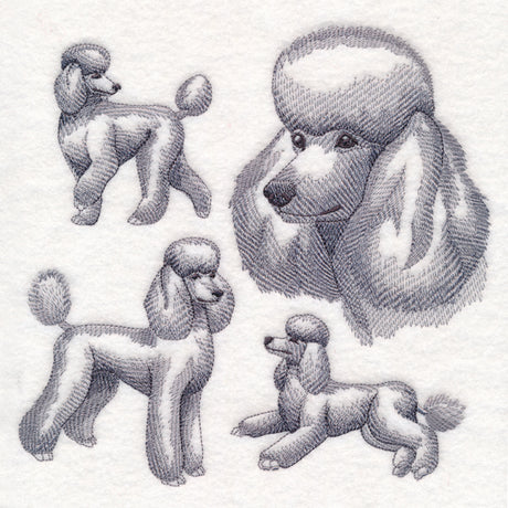 Poodle Sketch