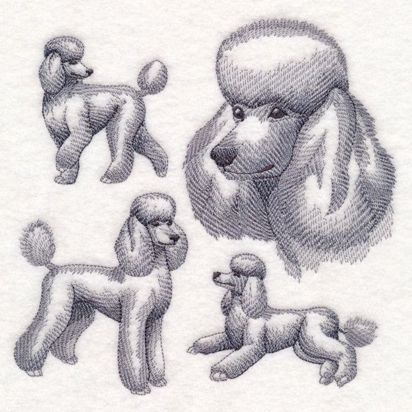 Poodle Sketch