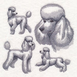 Poodle Sketch