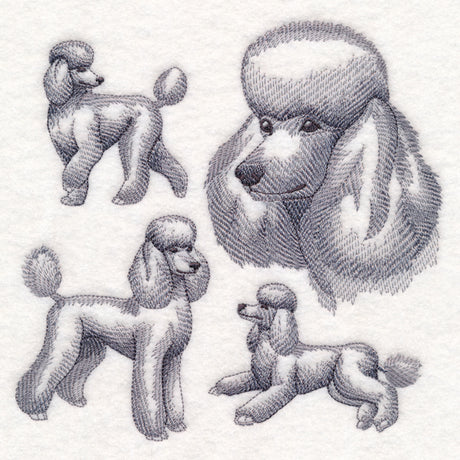 Poodle Sketch