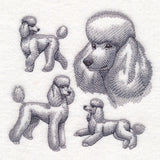Poodle Sketch