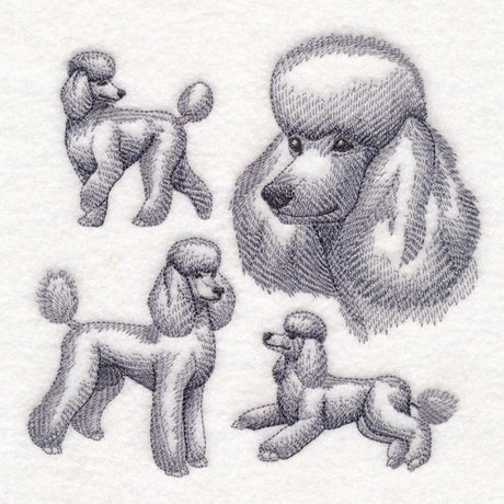 Poodle Sketch