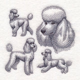 Poodle Sketch