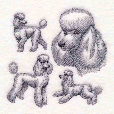 Poodle Sketch