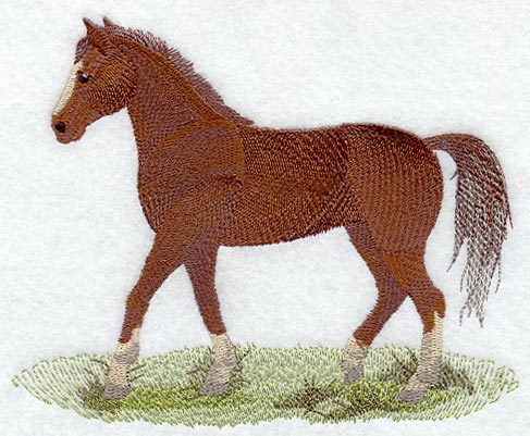 Morgan Horse