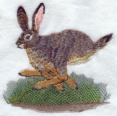 Jackrabbit - Running