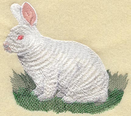 New Zealand White Rabbit