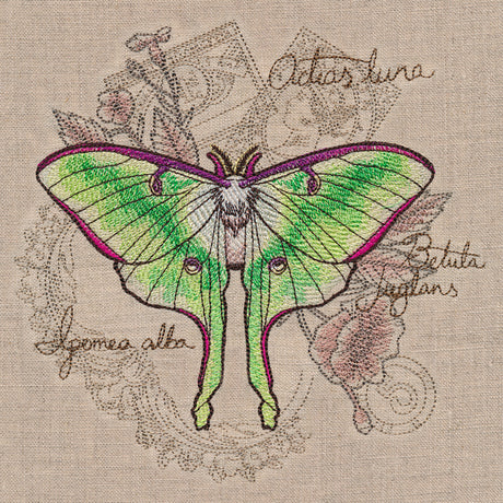 Luna Moth Collage