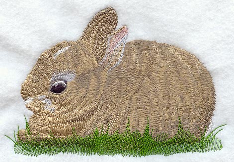 Cottontail Rabbit