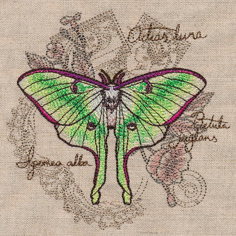 Luna Moth Collage
