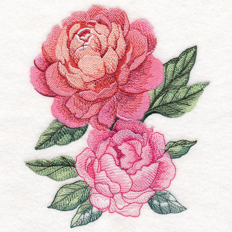 Floral Fade Peonies