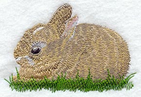 Cottontail Rabbit