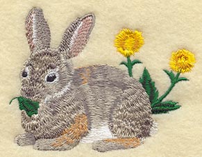 Cottontail Rabbit at Lunch