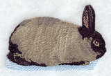 American Sable Rabbit