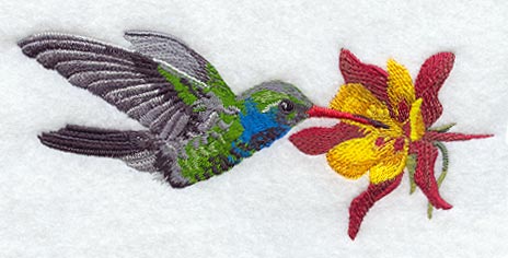 Broad Billed Hummingbird & Columbine