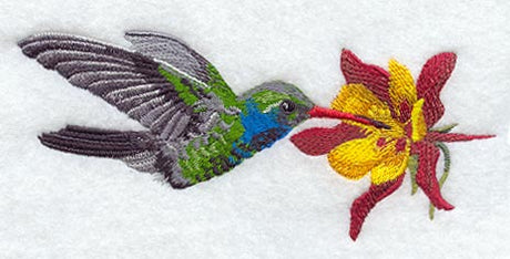 Broad Billed Hummingbird & Columbine