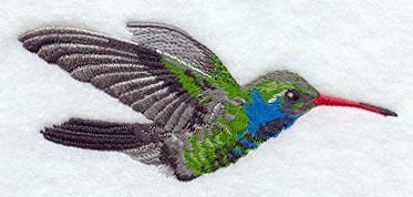 Broad Billed Hummingbird