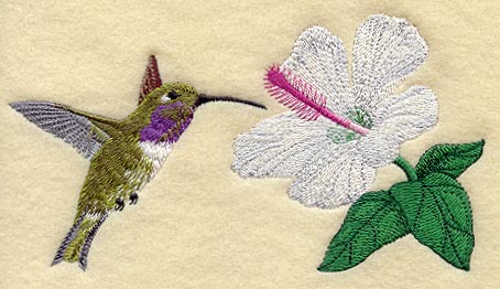 Lucifer Hummingbird & Hibiscus