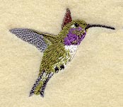 Lucifer Hummingbird