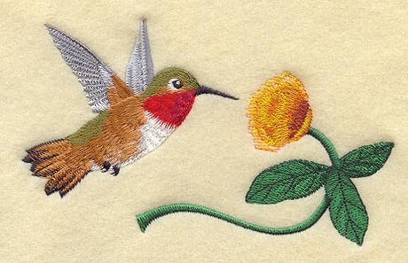 Allen's Hummingbird & Mimosa